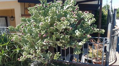 Cladodi di Opuntia Humifusa