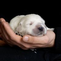 Cuccioli di golden retriever disponibili