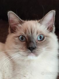 Cucciola Ragdoll