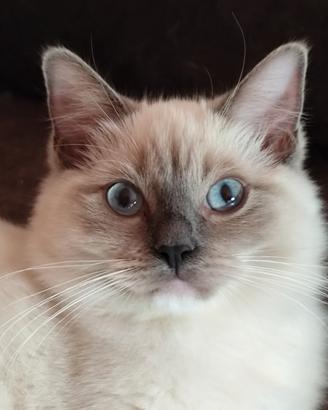 Cucciola Ragdoll