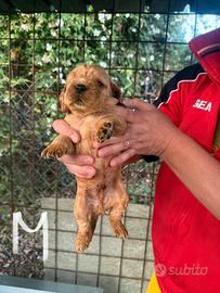 Cuccioli di Cocker spaniel