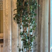 Pianta ornamentale da interni