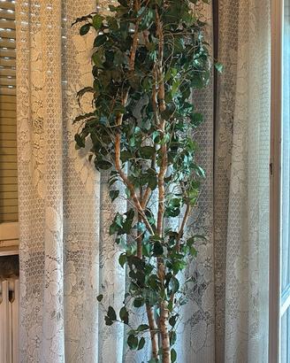 Pianta ornamentale da interni