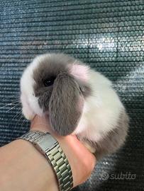 Coniglio nano