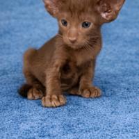 Gatto orientale