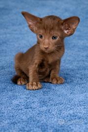Gatto orientale