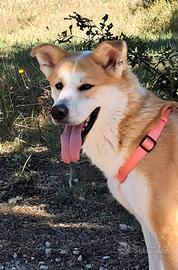 Akita inu mix solida e aperta