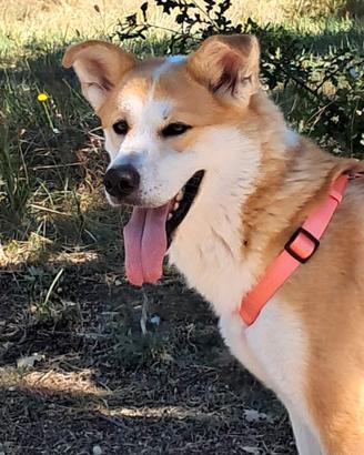 Akita inu mix solida e aperta