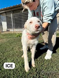 Ice e Dante, cuccioli in adozione