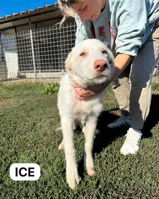 Ice e Dante, cuccioli in adozione