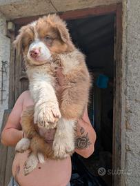 Ciccioli Pastore Australiano/Australian Shepherd
