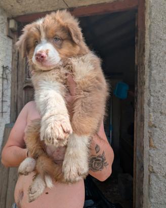Ciccioli Pastore Australiano/Australian Shepherd