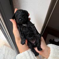 Cucciole di barboncino
