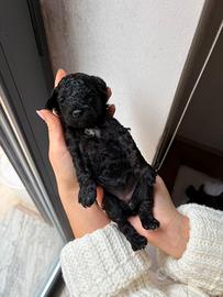 Cucciole di barboncino