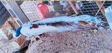 Splendidi Pavoni Arlecchino e Bianchi - Razza Pura