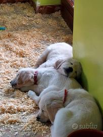 Cuccioli di golden retriever
