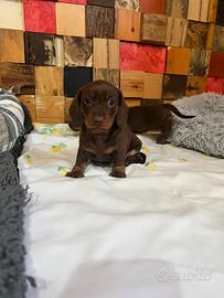 Cuccioli di Bassotto cioccolato