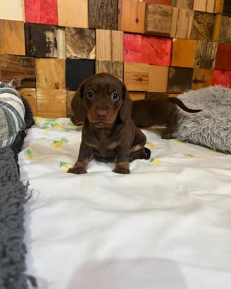 Cuccioli di Bassotto cioccolato