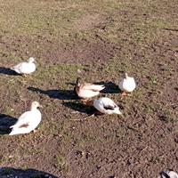 Anatre nane - callduck