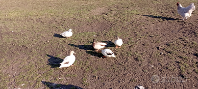 Anatre nane - callduck