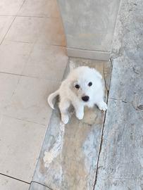 Cucciole pastore maremmano abruzzese