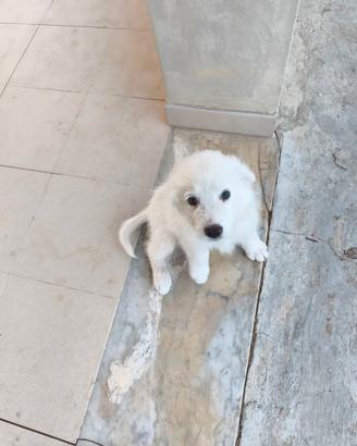 Cucciole pastore maremmano abruzzese