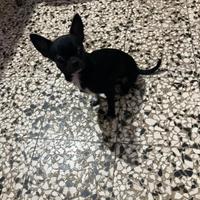 Cfrè chihuahua mini Toy con pedigree