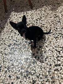 Cfrè chihuahua mini Toy con pedigree