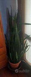 Stupenda Sanseveria o lingua di suocera