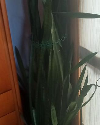 Stupenda Sanseveria o lingua di suocera