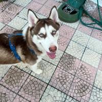 Husky