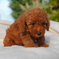 Cucciolina di Barboncino