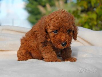 Cucciolina di Barboncino