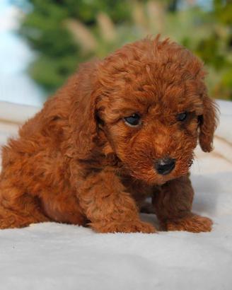 Cucciolina di Barboncino