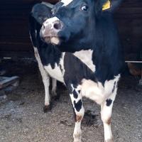 Manza frisona pezzata nera