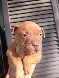 Cuccioli pitbull red nose