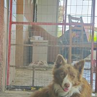 Cani adulti di border collie in adozione