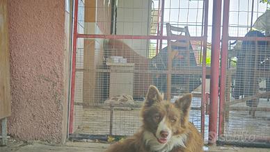 Cani adulti di border collie in adozione