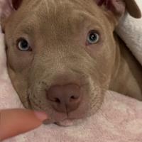 Pitbull occhi chiari alta genealogia