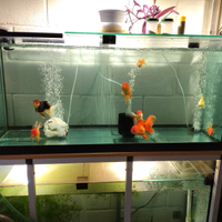 Oranda Gold fish