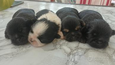 Cucciola shihtzu cin pedegree 