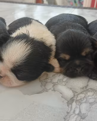 Cucciola shihtzu cin pedegree 