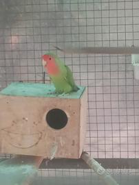 Pappagallo inseparabile