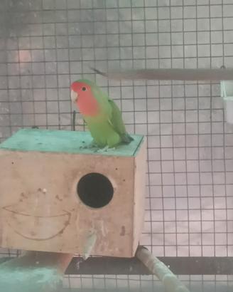 Pappagallo inseparabile