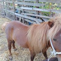 Pony shetland