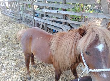 Pony shetland