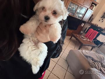 Cane Maltese