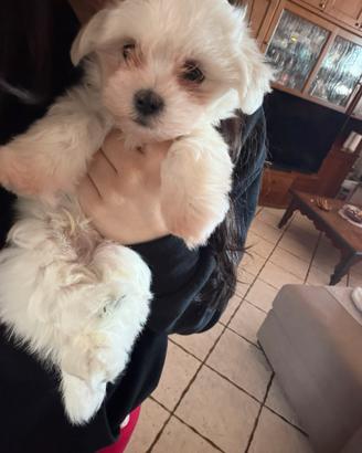 Cane Maltese