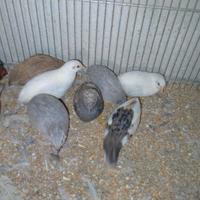 Quaglie cinesi