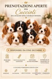 cuccioli cavalier king pedigree enci